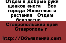 Отдам в добрые руки щенков енота. - Все города Животные и растения » Отдам бесплатно   . Ставропольский край,Ставрополь г.